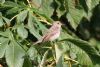 Spotted Flycatcher at Priory Park (Steve Arlow) (79220 bytes)